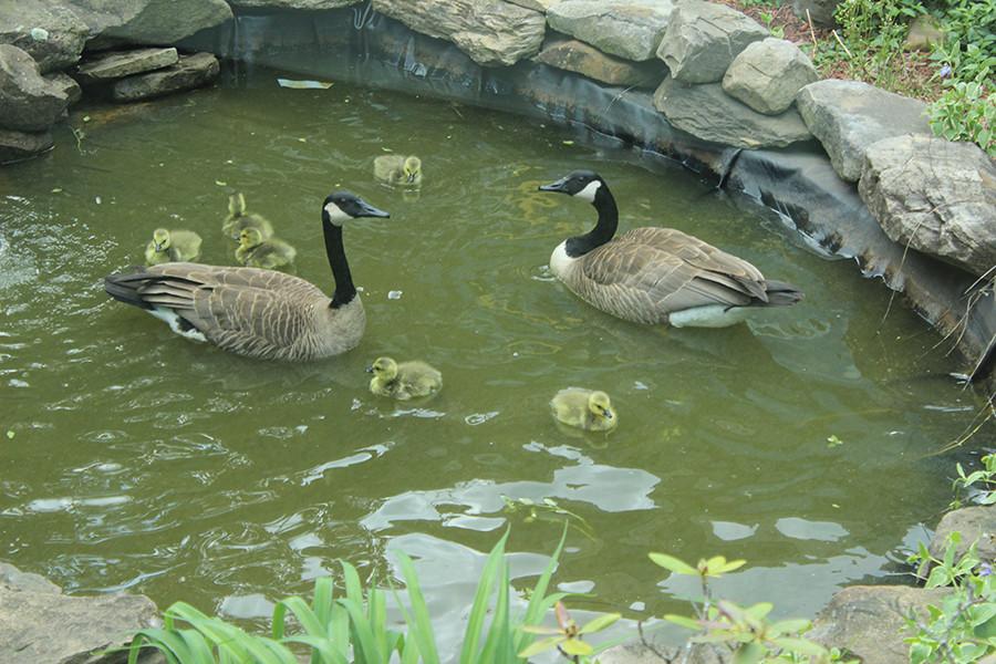 Of the six goslings hatched in the courtyard, only one survived. Photo by Bradford Douglas.