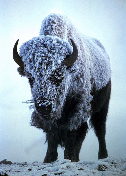 Last year, Dr. Hardis responded to Maxs email with this photo of a Bison in the snow. Image by Steve Maslowski via Wikimedia Commons.