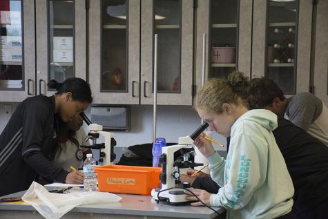 Anatomy & physiology students examine cell tissue under the microscope. Photo by Gabriela Covolan Costa.