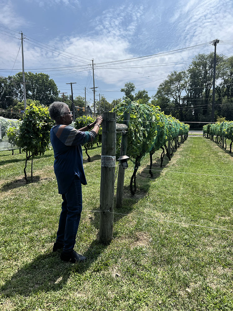 Brenda Mansfield Frazier tends to grape vines at Château Hough, the winery founded by her late husband, Mansfield Frazier.